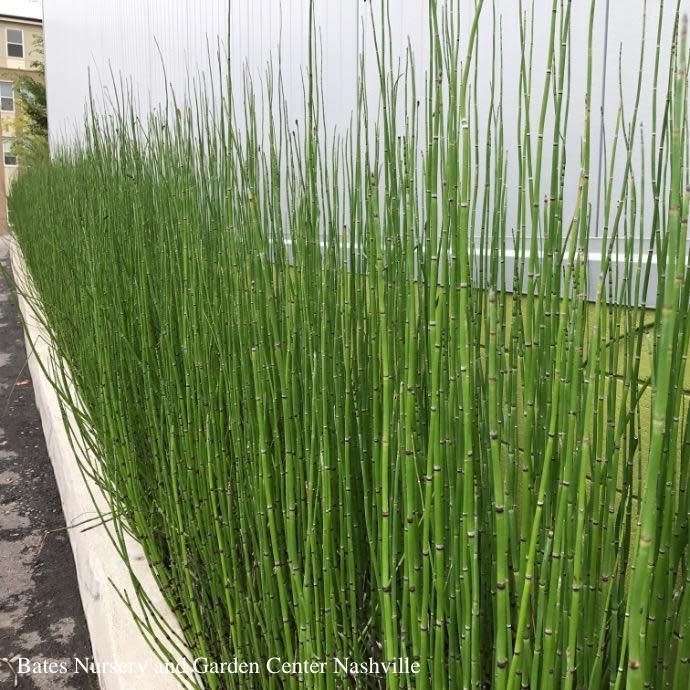 #3 Grass Equisetum hyemale/ Horsetail Reed Native (TN)