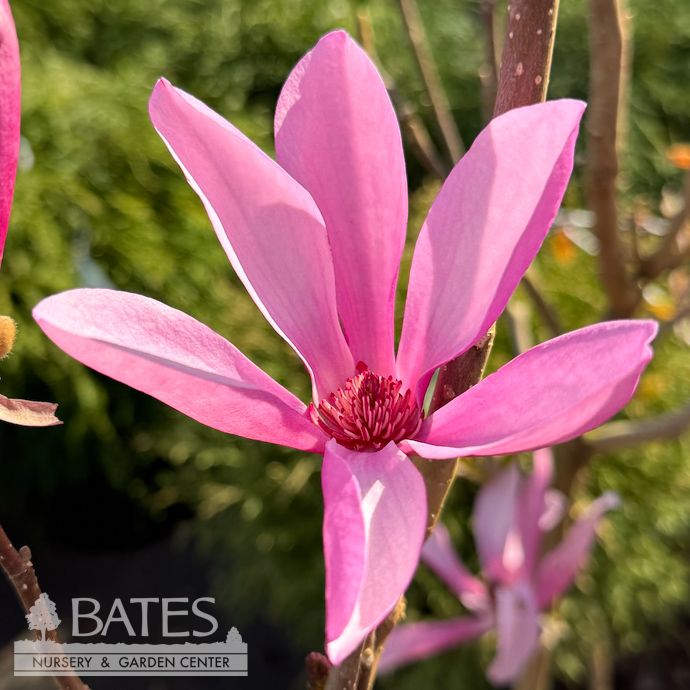 #7 Magnolia x Ann/ Deciduous Purple-red