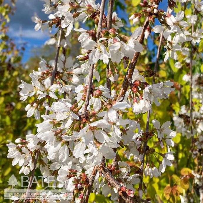 #7 Prunus x Snow Fountains/ White Weeping Flowering Cherry