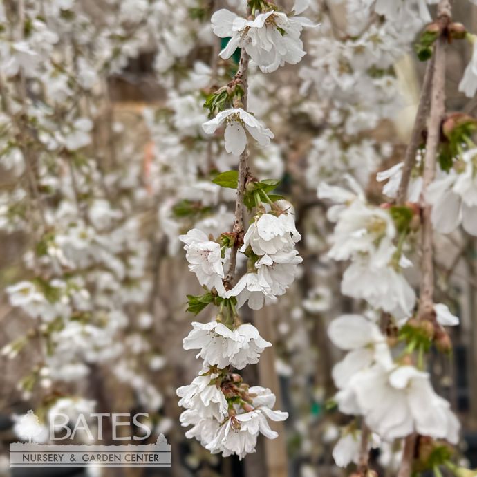 #7 Prunus x Snow Fountains/ White Weeping Flowering Cherry