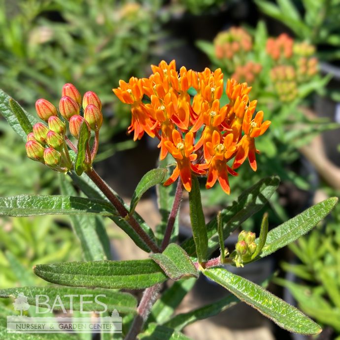 #1 Asclepias tuberosa/ Butterfly Weed Native (TN)