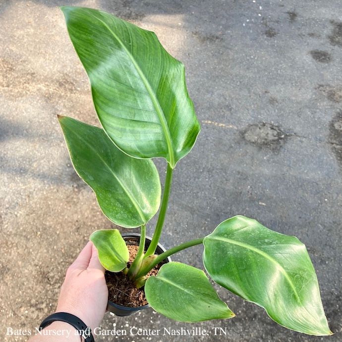 4p! Strelitzia /White Bird of Paradise /Tropical