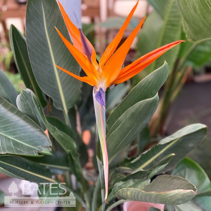 14p! Strelitzia / Orange Bird of Paradise /Tropical