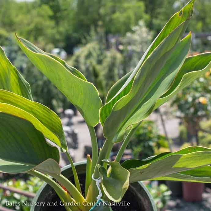 10p! Strelitzia / Orange Bird of Paradise /Tropical
