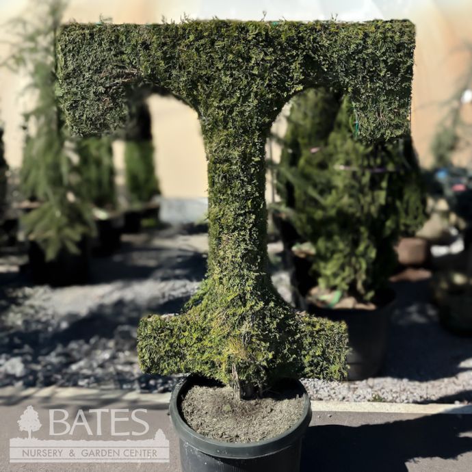 Topiary Power T UT Vols #20 Thuja occ Smaragd &#39;Emerald Green&#39;/ Columnar Arborvitae