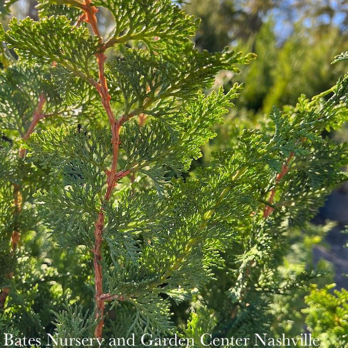 #1 Chamaecyparis obt Filicoides/ Fernspray Falsecypress