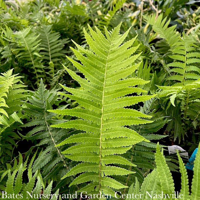 #5 Matteuccia struthiopteris/ Ostrich Fern  Native (R)