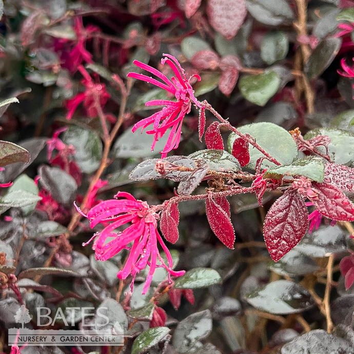 #3 Loropetalum chin Cerise Charm/ Dwarf Fringeflower - No Warranty