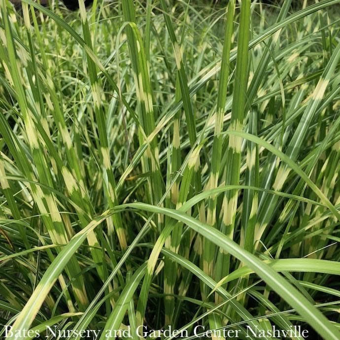 #2 Grass Miscanthus sine Little Zebra/ Dwarf Japanese Silver