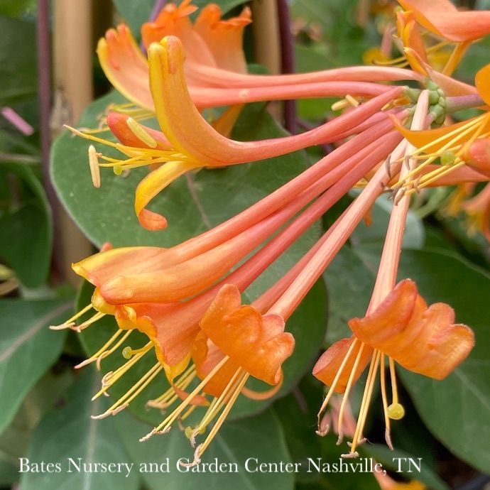 #5 Lonicera x Mandarin/ Orange Honeysuckle