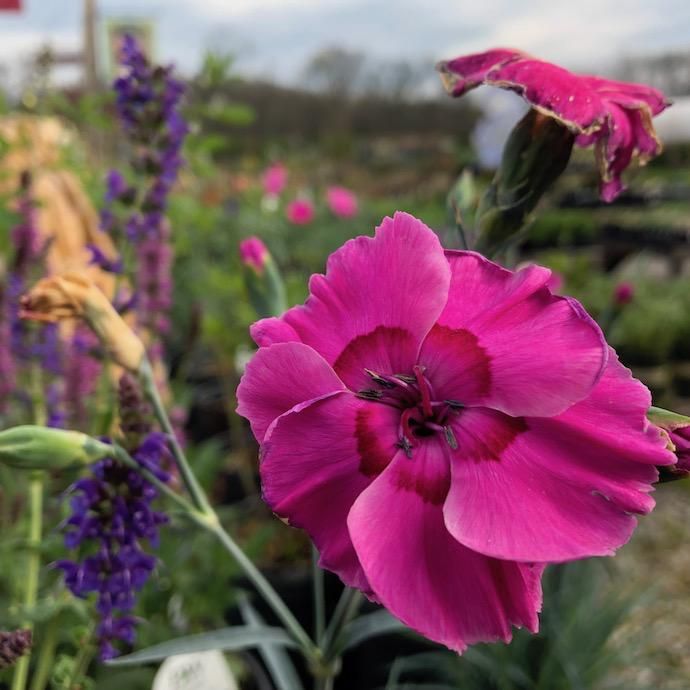 #1 Dianthus x American Pie &#39;Bumbleberry Pie&#39;/ Pink