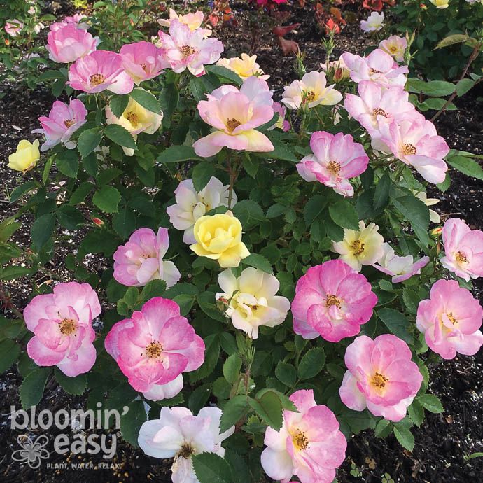 #2 Rosa Peach Lemonade/ Pink, Yellow Shrub Rose - No Warranty