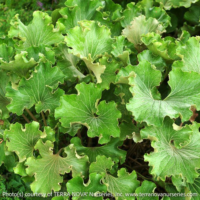 #1 Farfugium japonicum Crispatum/ Crested Ligularia/ Leopard Plant