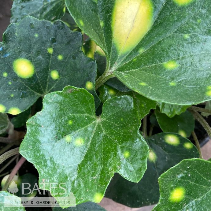 #3 Farfugium Firefly /Leopard /Tractor Seat /Tropical