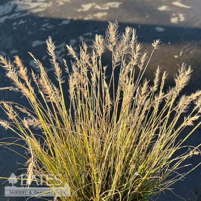 QP Grass Pennisetum alop Lumen Gold/ Fountain Dwarf