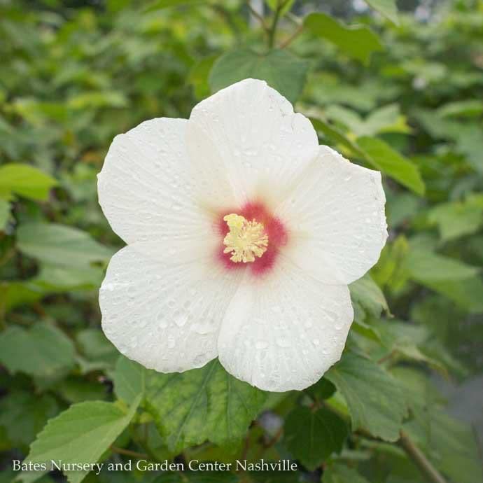 #3 Hibiscus x Big Hit &#39;White&#39;/ Hardy