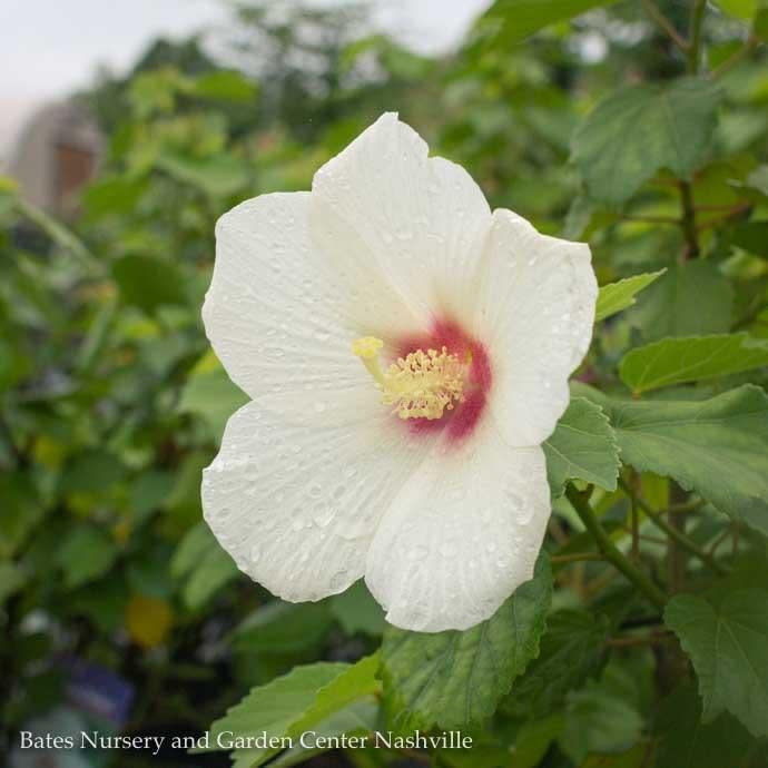 #3 Hibiscus x Big Hit &#39;White&#39;/ Hardy