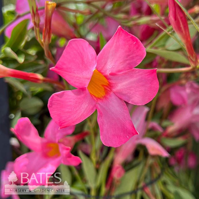 Tropical Topiary Tree Form 10p! Mandevilla Sun Parasol &#39;Pretty Pink&#39; /Tropical - No Warranty