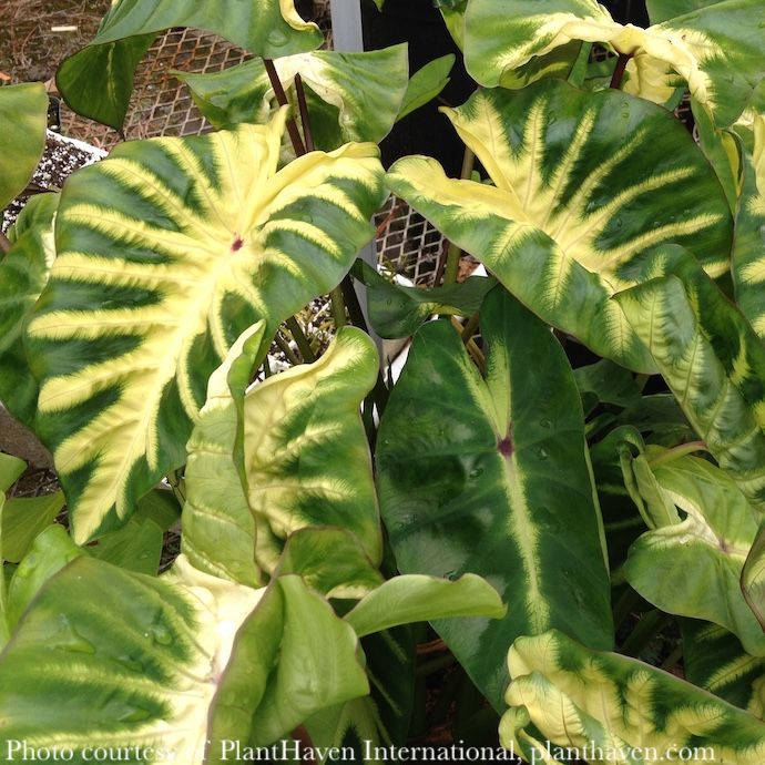 Tropical #1 Colocasia Royal Hawaiian &#39;Maui Sunrise&#39;/ Elephant Ear