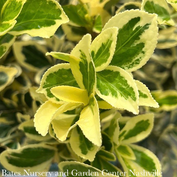 Topiary Espalier #5 Euonymus japonicus Chollipo/ Variegated