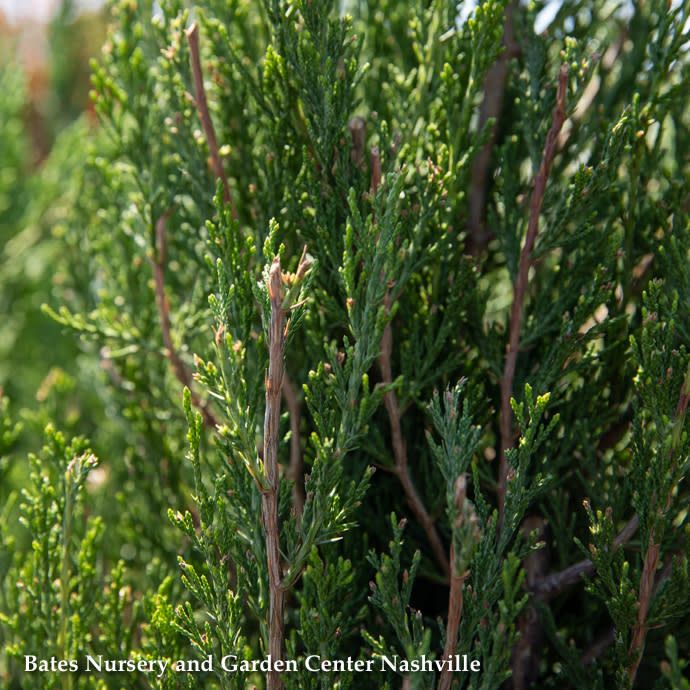 #30 Juniperus chin Spartan/ Upright Chinese Juniper