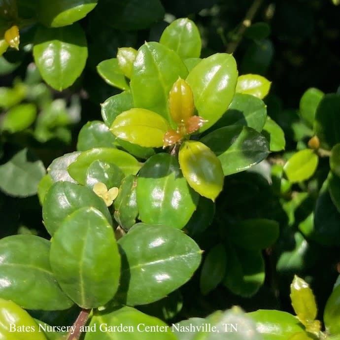 #15 Ilex cren Steeds/ Pyramidal Japanese Holly (female)