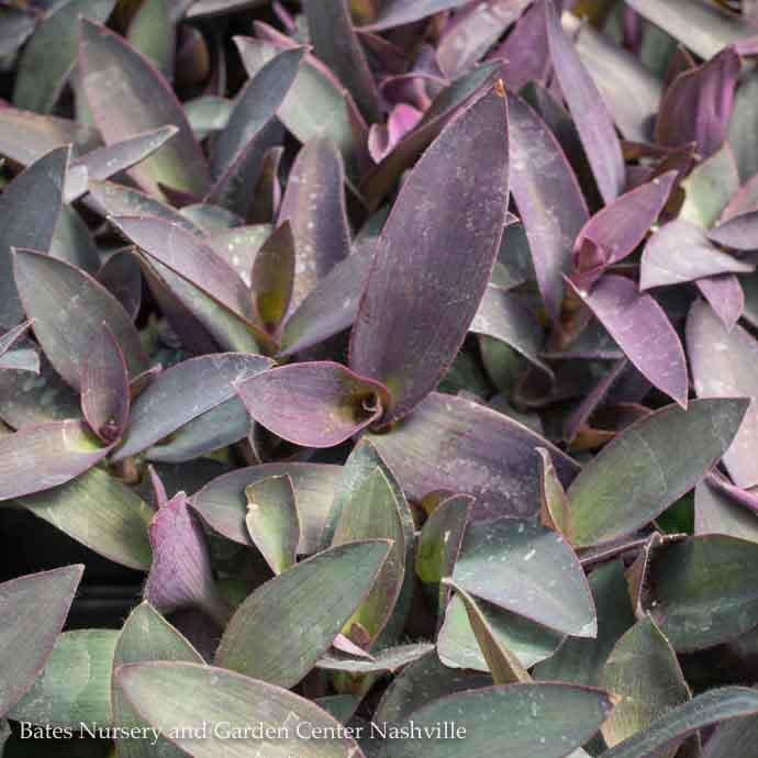 QP  Tropical #1 Setcreasea Pallida/ Purple Heart
