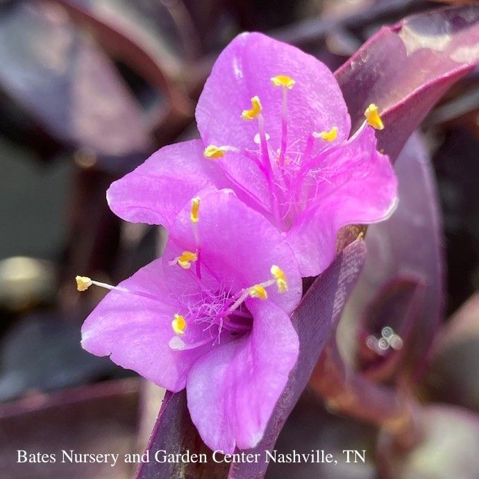 QP  Tropical #1 Setcreasea Pallida/ Purple Heart