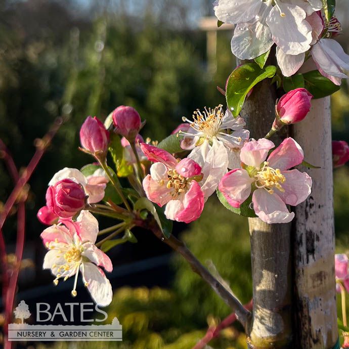 #10 Malus Marilee/ Pink, White Flowering Crabapple