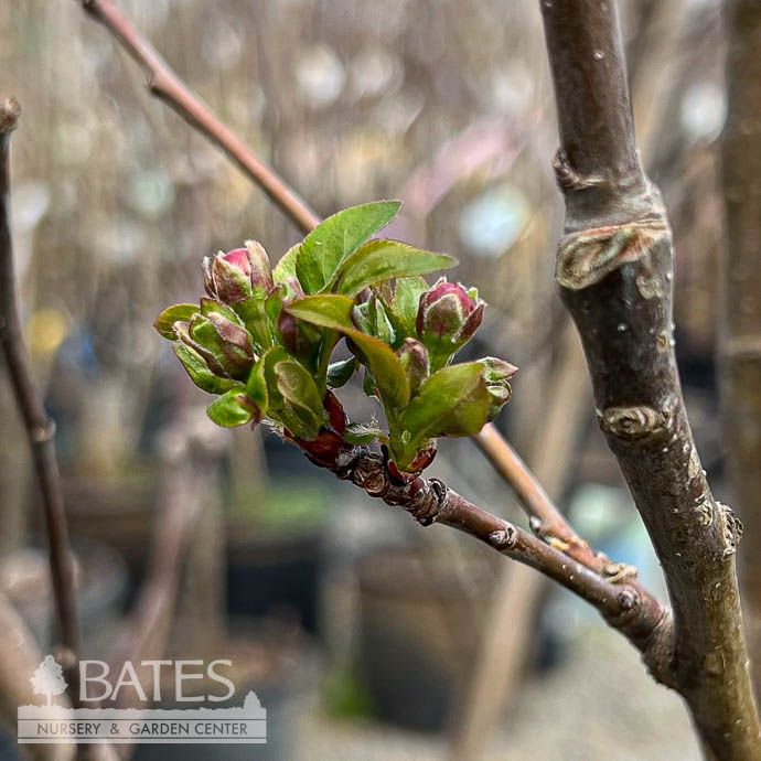 #10 Malus Marilee/ Pink, White Flowering Crabapple