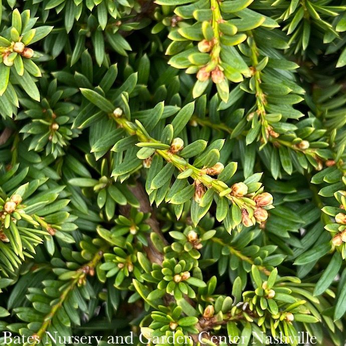 #2 Taxus cusp Emerald Spreader/ Japanese Yew