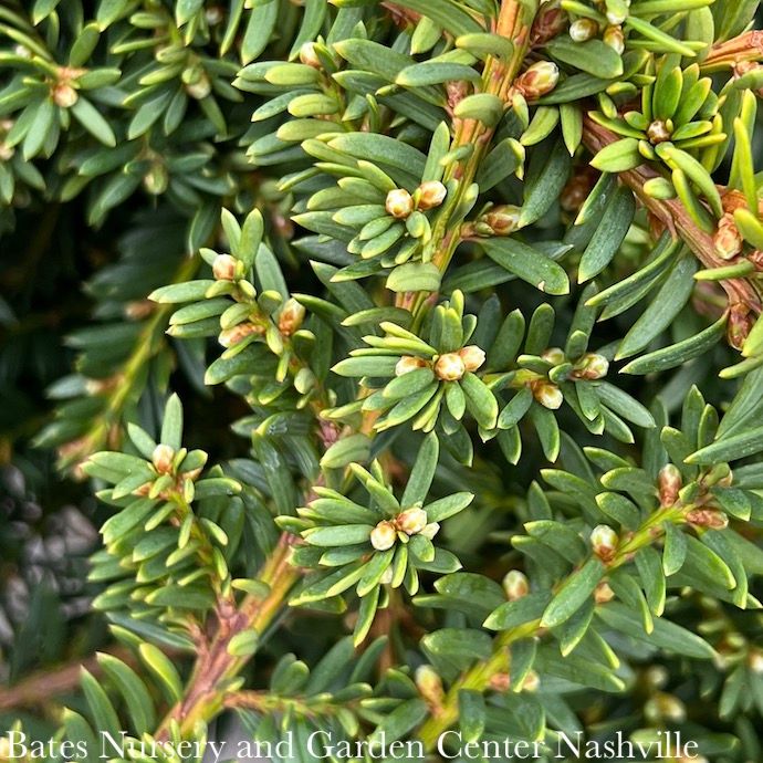 #2 Taxus cusp Emerald Spreader/ Japanese Yew