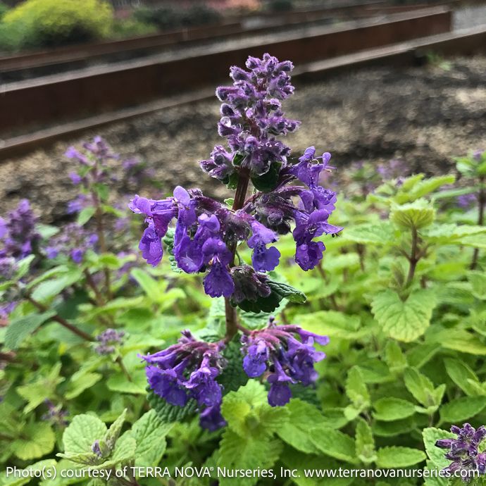 #1 Nepeta Nova &#39;Blue&#39;/ Catmint