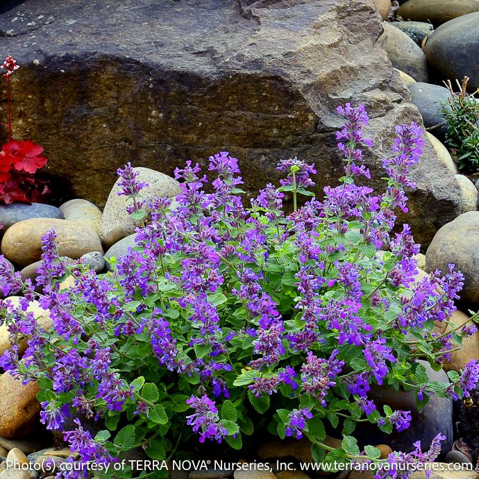 #1 Nepeta Nova &#39;Blue&#39;/ Catmint