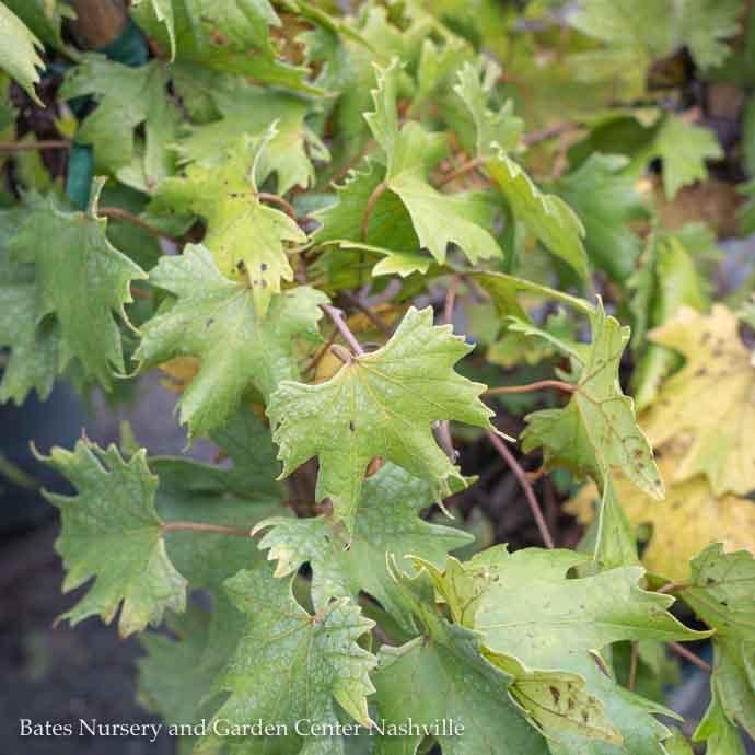 Edible #1 Vitis rotund Cowart/ Black Muscadine Grape Native (TN)