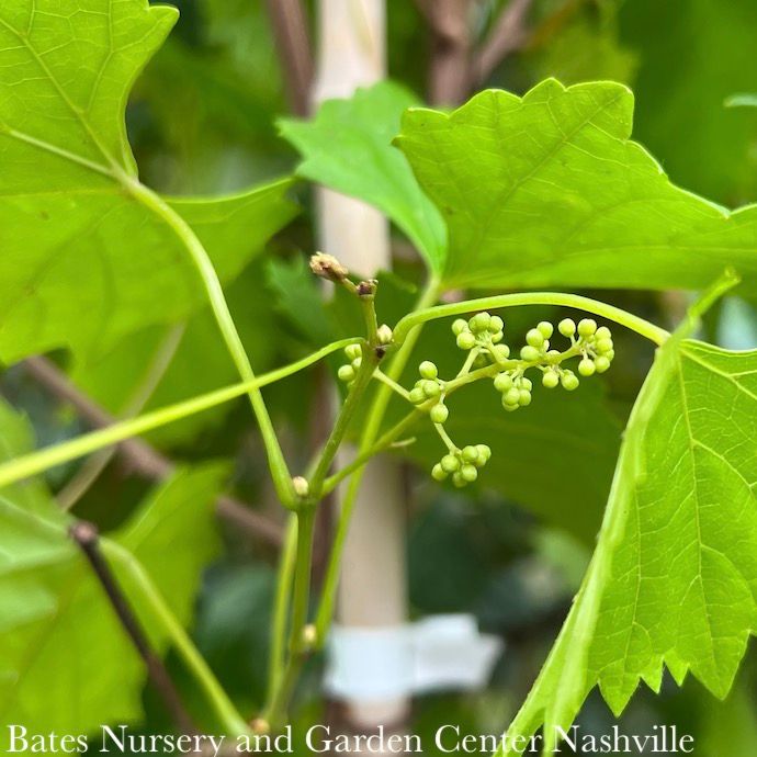 Edible #1 Vitis rotund Triumph/ Pink-Bronze Muscadine Grape Native (TN)
