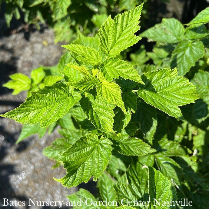 Edible #2 Rubus idaeus var strig Fall Gold/ Raspberry Native (TN)