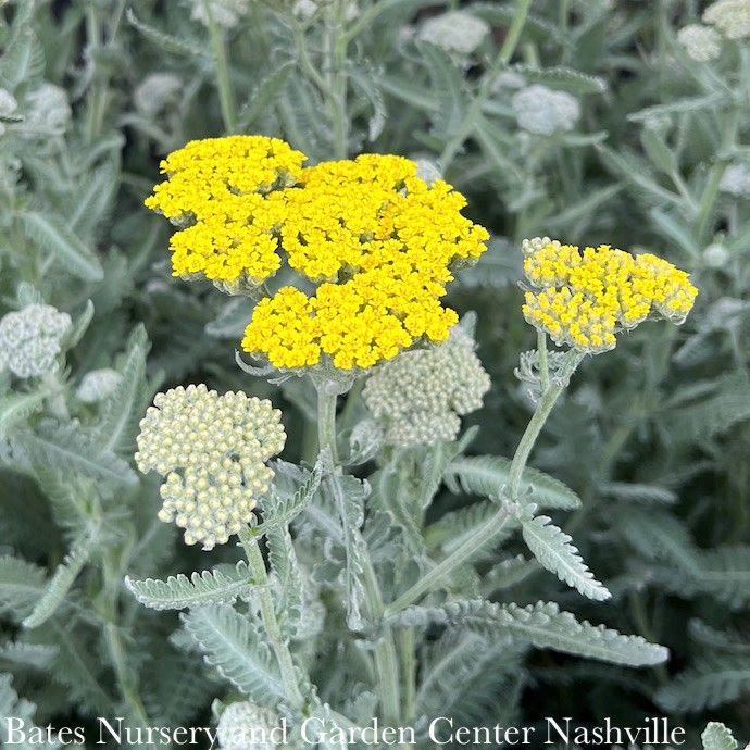 QP Achillea x Moonshine/ Yellow Yarrow