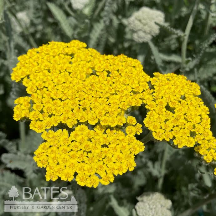 QP Achillea x Moonshine/ Yellow Yarrow