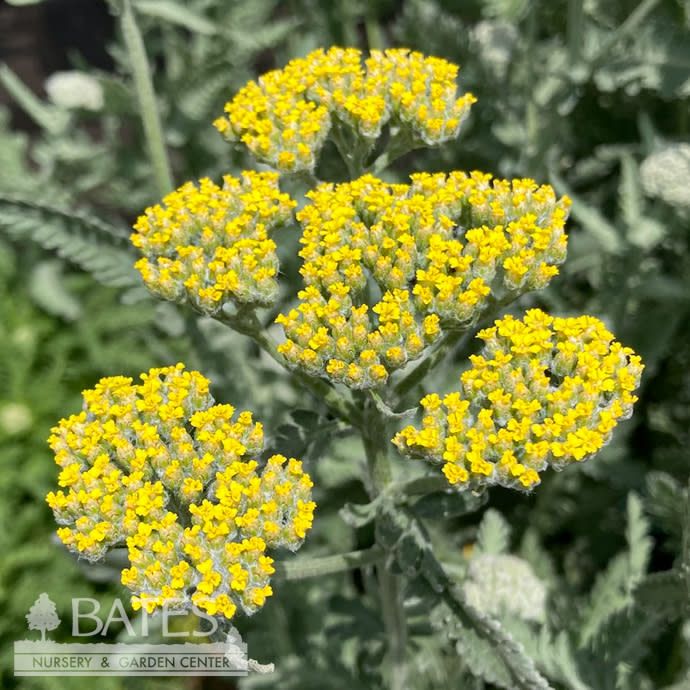 QP Achillea x Moonshine/ Yellow Yarrow