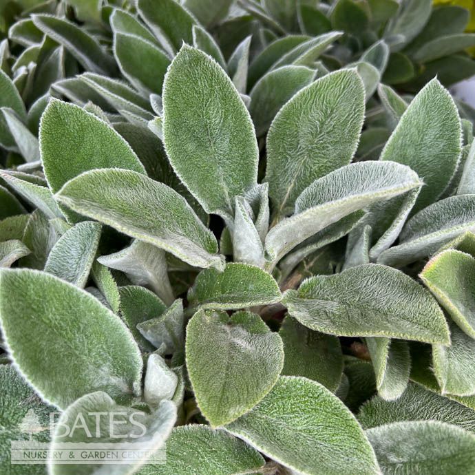 #1 Stachys byz Helen von Stein/ Lamb&#39;s Ear