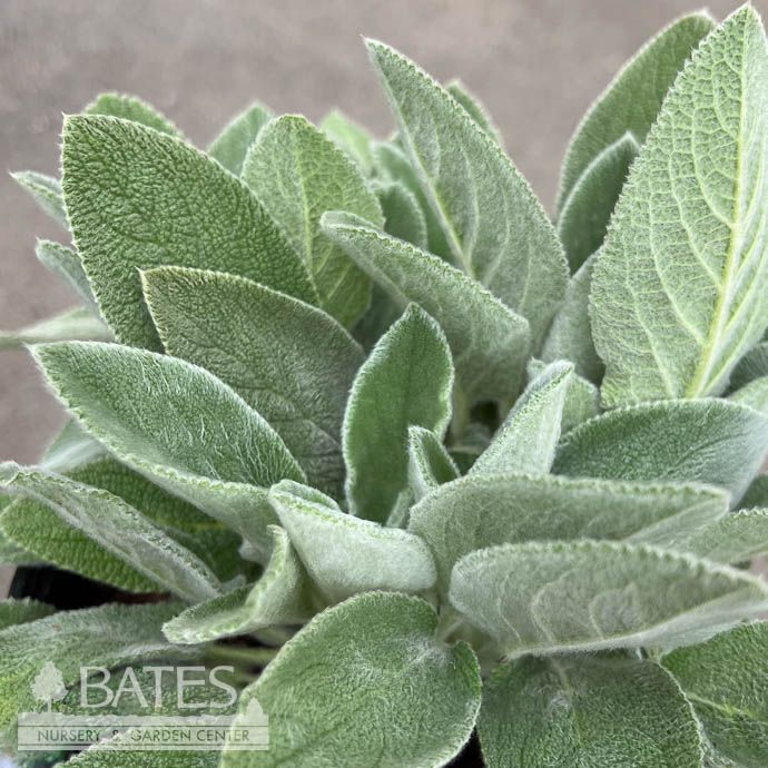 #1 Stachys byz Helen von Stein/ Lamb&#39;s Ear