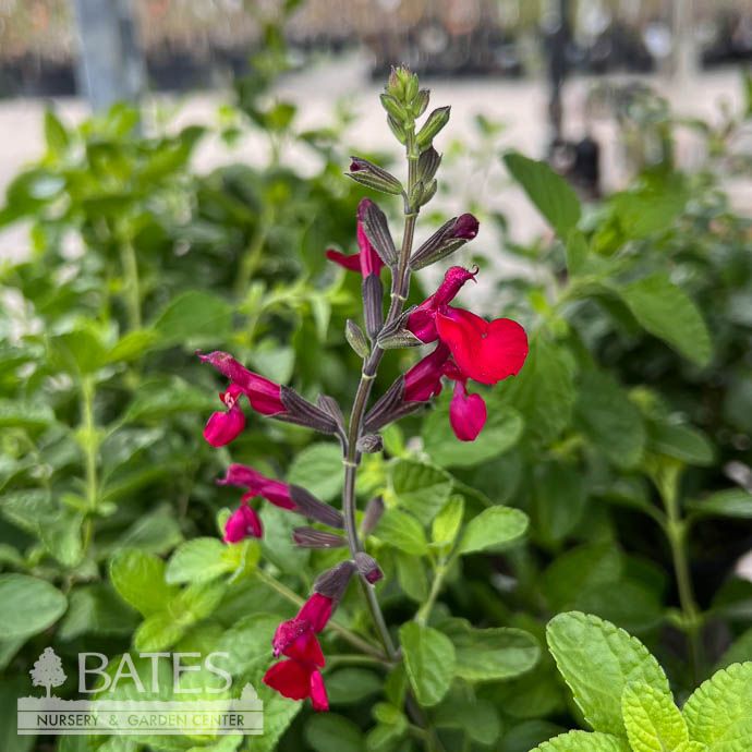 #1 Salvia microphylla x greggii Heatwave Blaze/ Red Sage - No Warranty