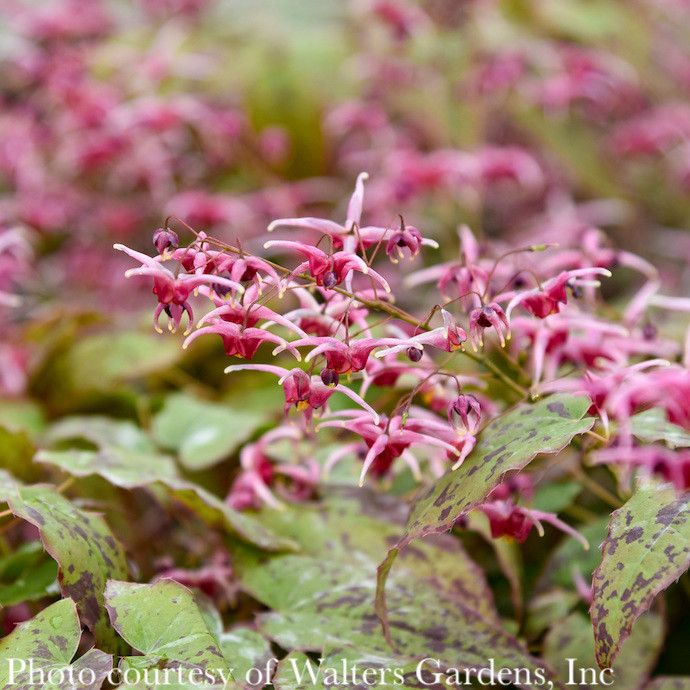 QP Epimedium Pink Champagne/ Bishop&#39;s Hat, Barrenwort