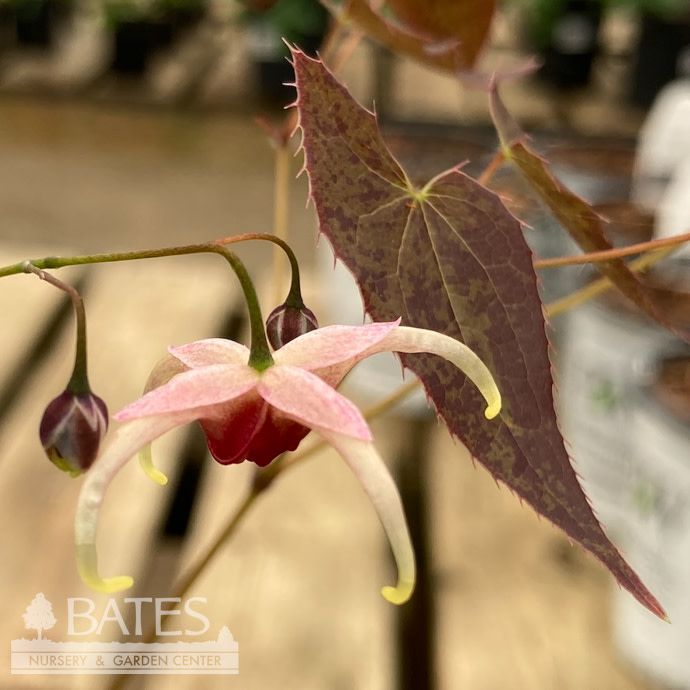 QP Epimedium Pink Champagne/ Bishop&#39;s Hat, Barrenwort