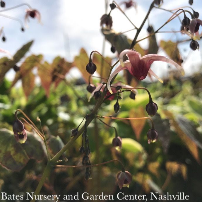 QP Epimedium Pink Champagne/ Bishop&#39;s Hat, Barrenwort