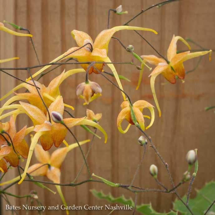 QP Epimedium Amber Queen/ Bishops Hat, Barrenwort