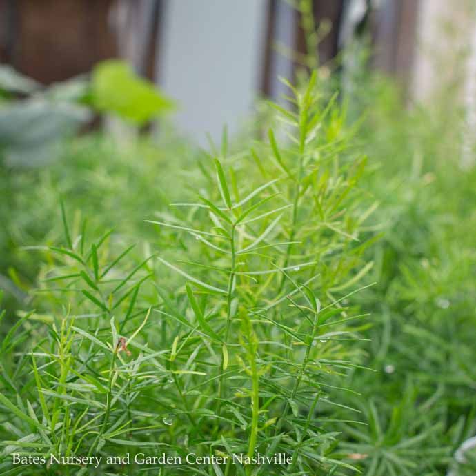10HB Annual Asparagus Sprengeri Fern Hanging Basket