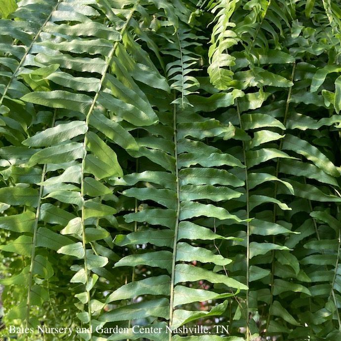10hb! Boston Fern Hanging Basket 24.99
