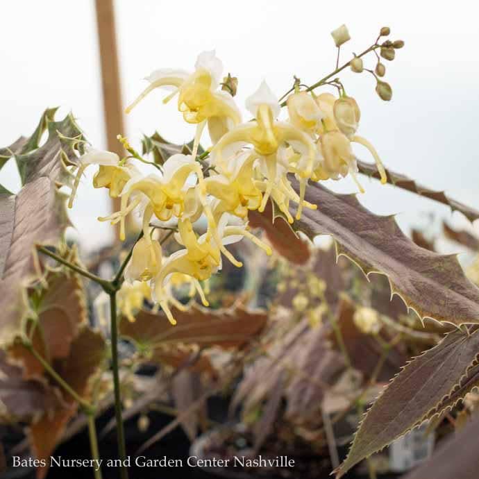 QP Epimedium wushanense Sandy Claws/ Red-leaved Barrenwort